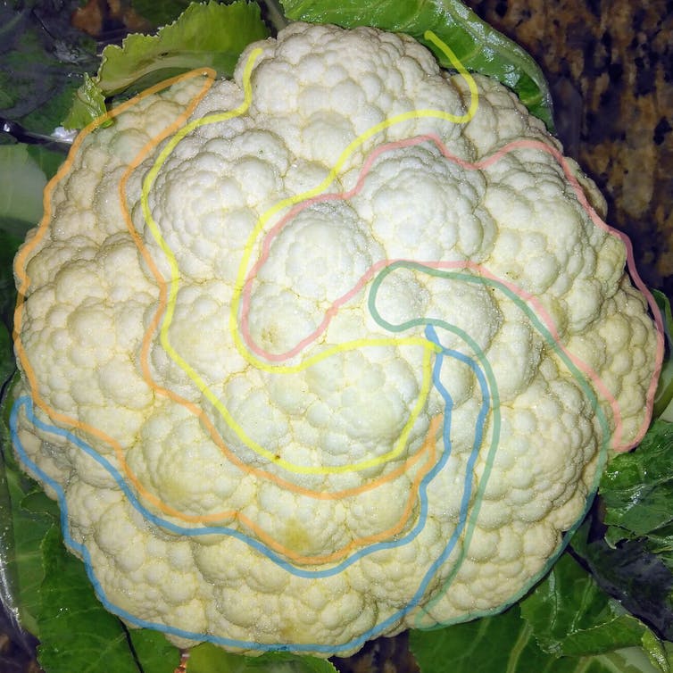 Detail Images Of Cauliflower Nomer 42