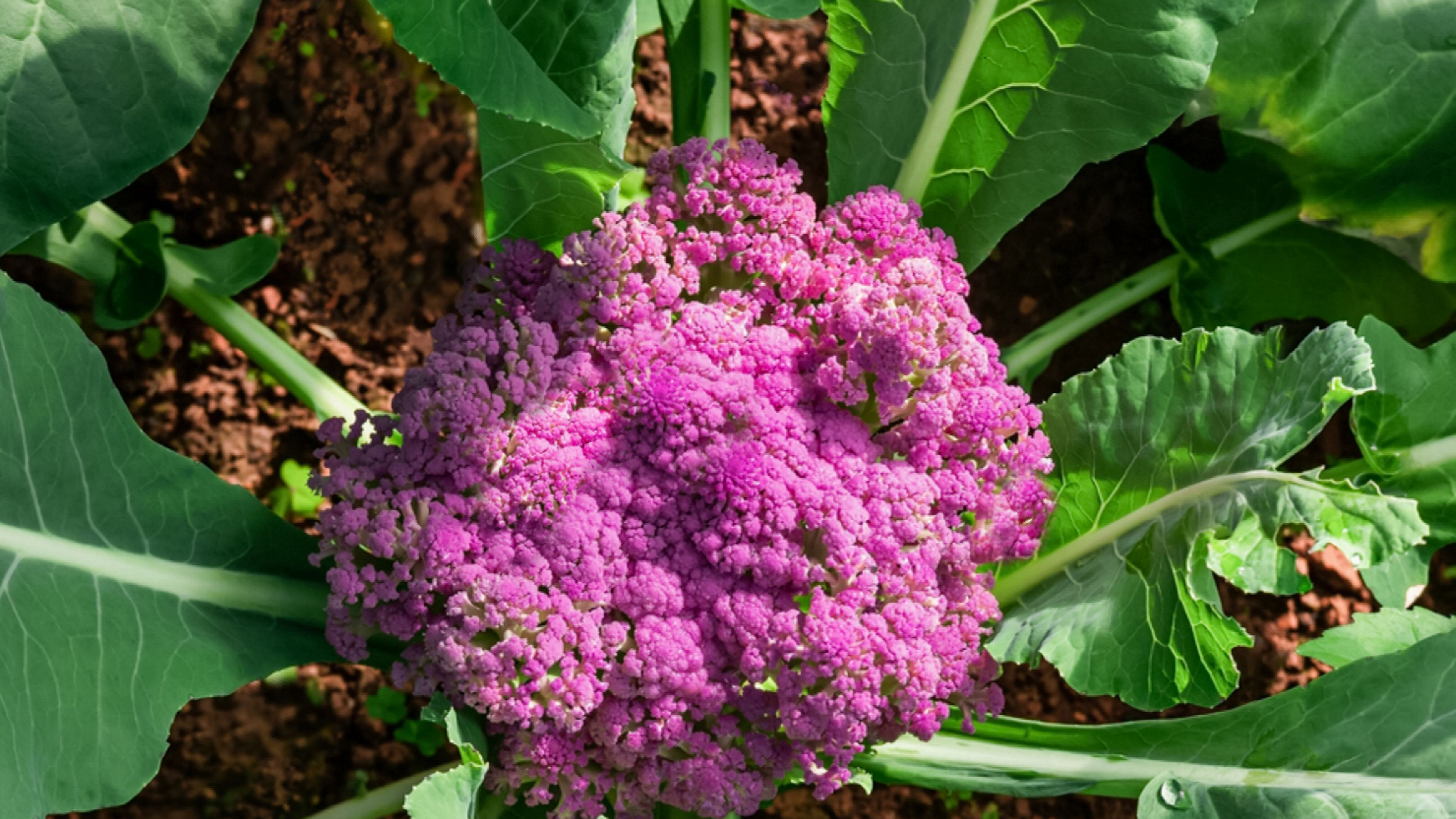 Detail Images Of Cauliflower Nomer 45