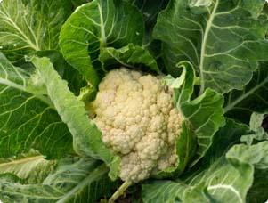 Detail Images Of Cauliflower Nomer 47