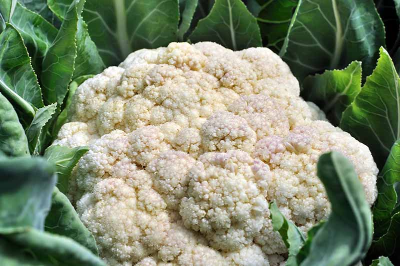 Detail Images Of Cauliflower Nomer 51