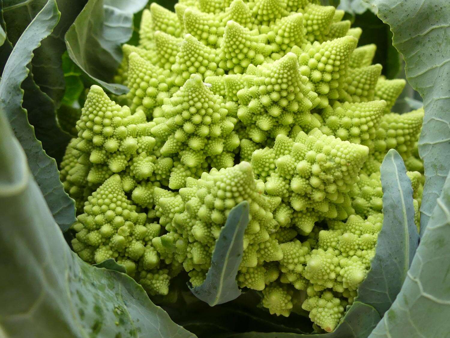 Detail Images Of Cauliflower Nomer 54
