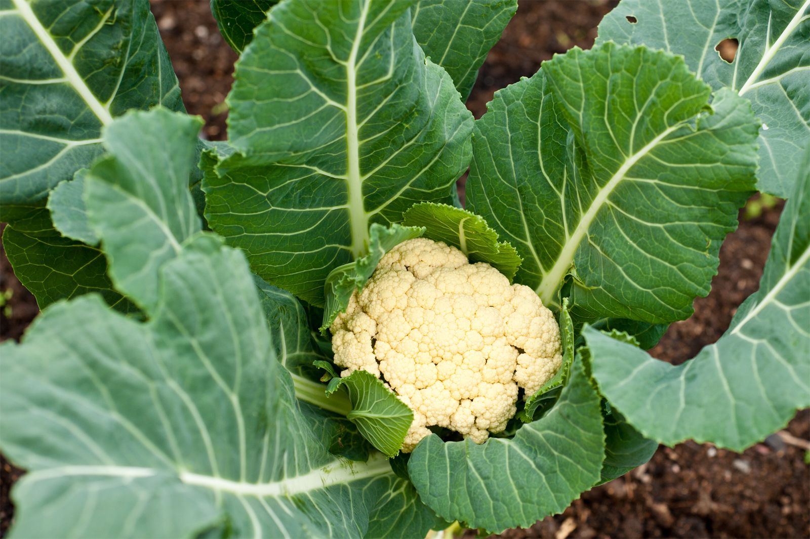 Detail Images Of Cauliflower Nomer 7