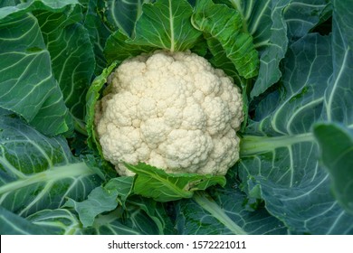 Detail Images Of Cauliflower Nomer 8