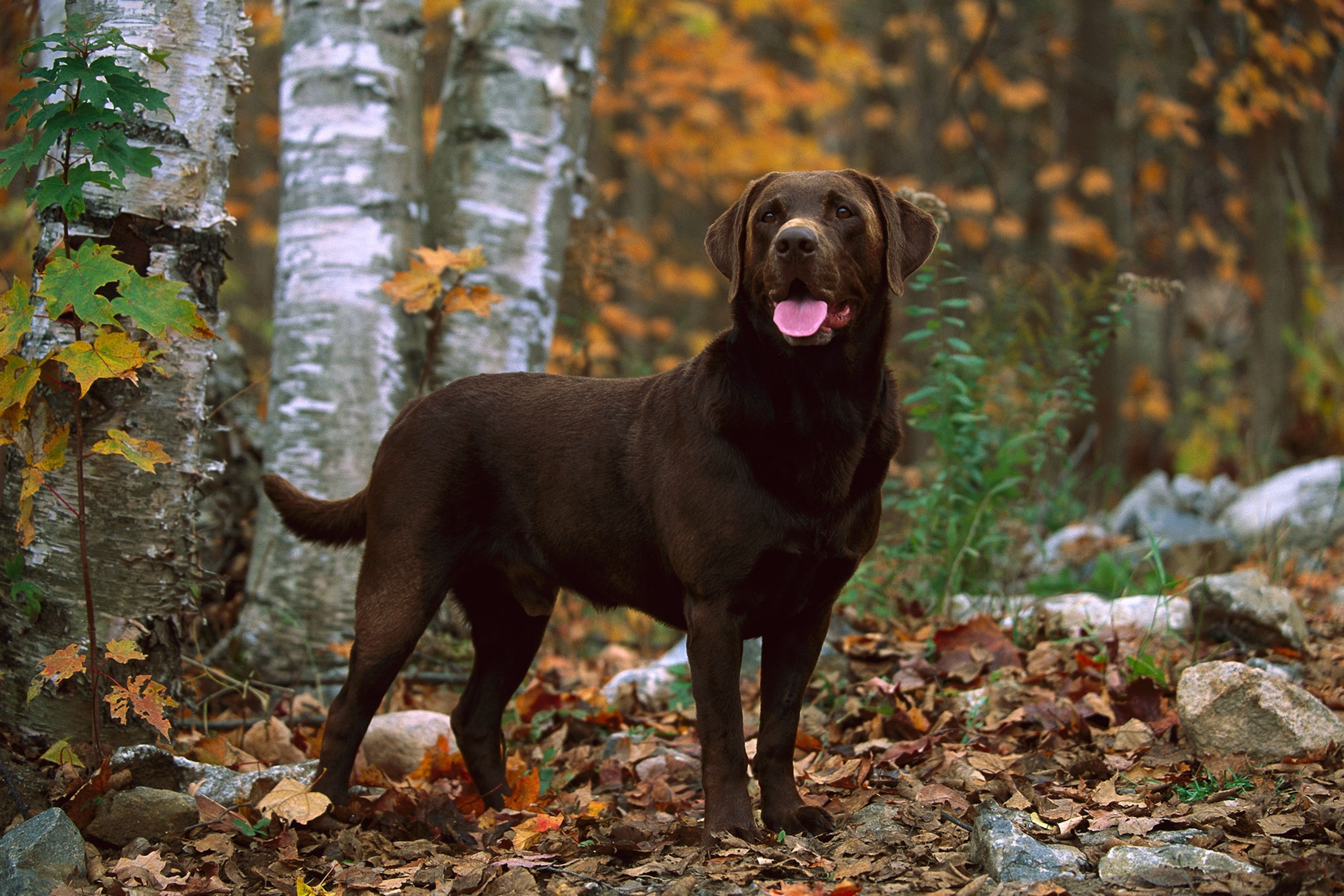 Images Of Chocolate Labs - KibrisPDR