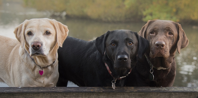 Detail Images Of Chocolate Labs Nomer 11