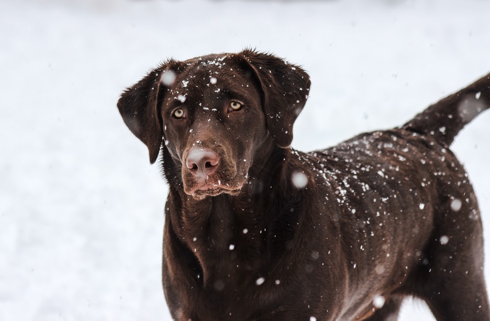 Detail Images Of Chocolate Labs Nomer 14