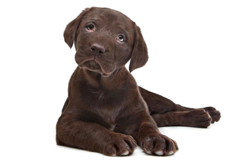 Detail Images Of Chocolate Labs Nomer 15