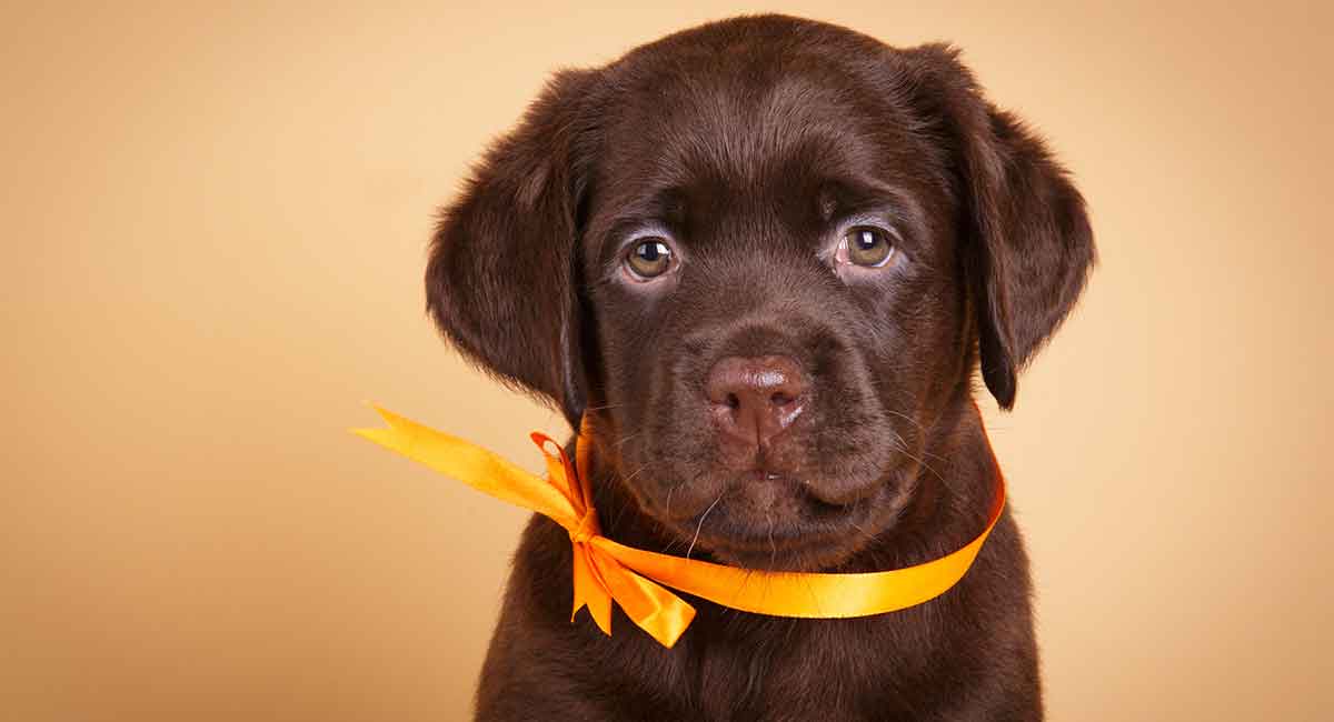 Detail Images Of Chocolate Labs Nomer 17