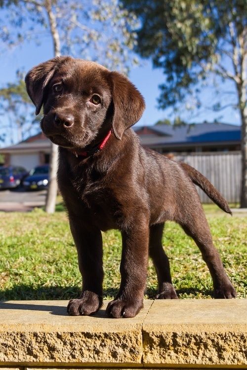 Detail Images Of Chocolate Labs Nomer 19