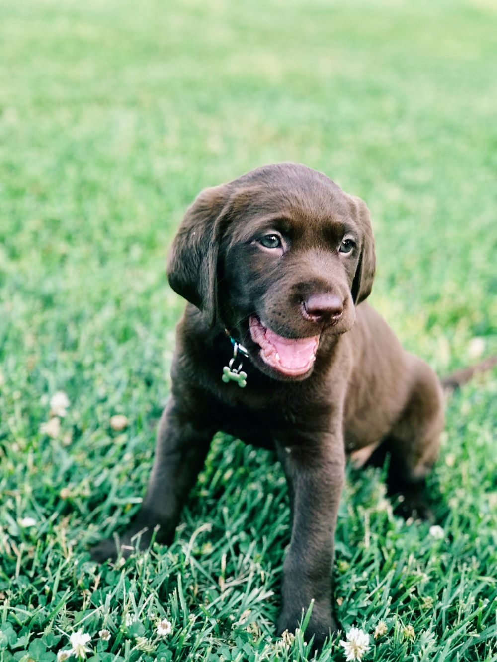 Detail Images Of Chocolate Labs Nomer 20