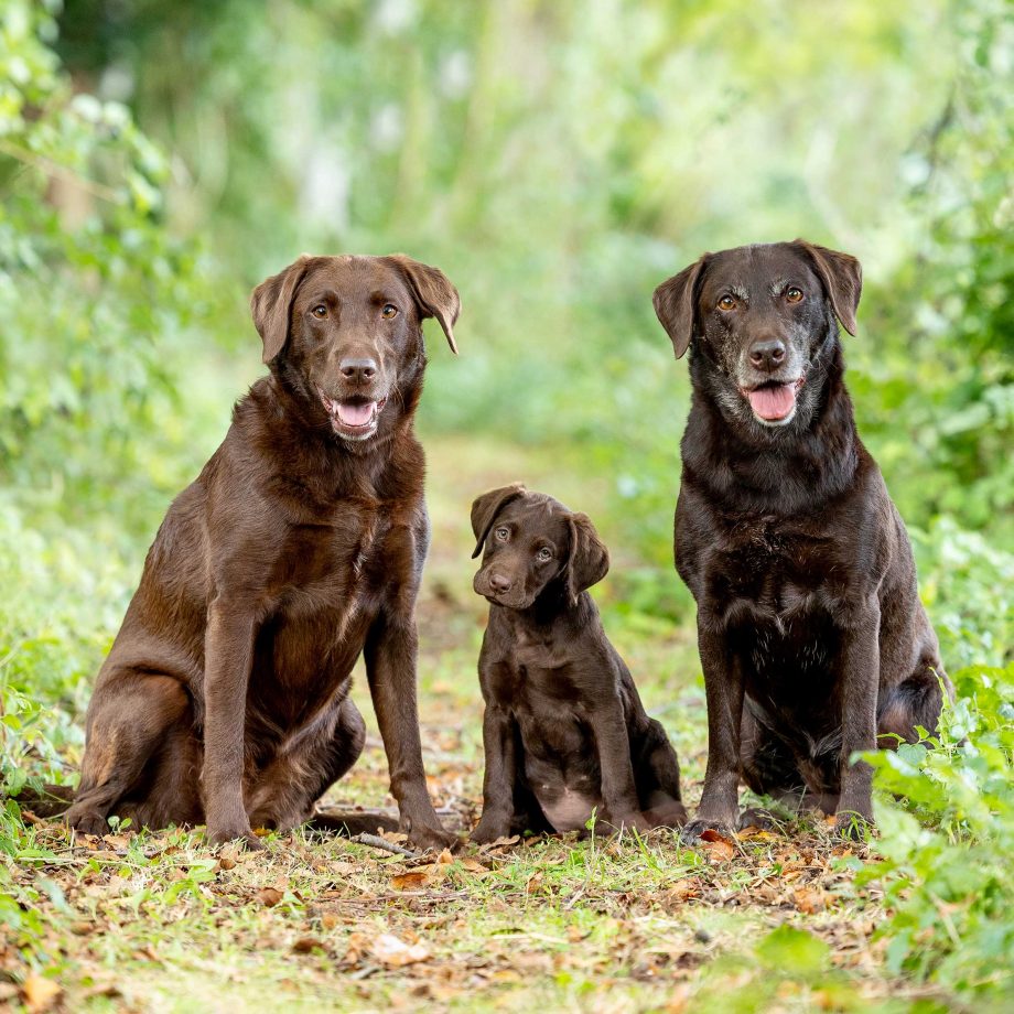Detail Images Of Chocolate Labs Nomer 3