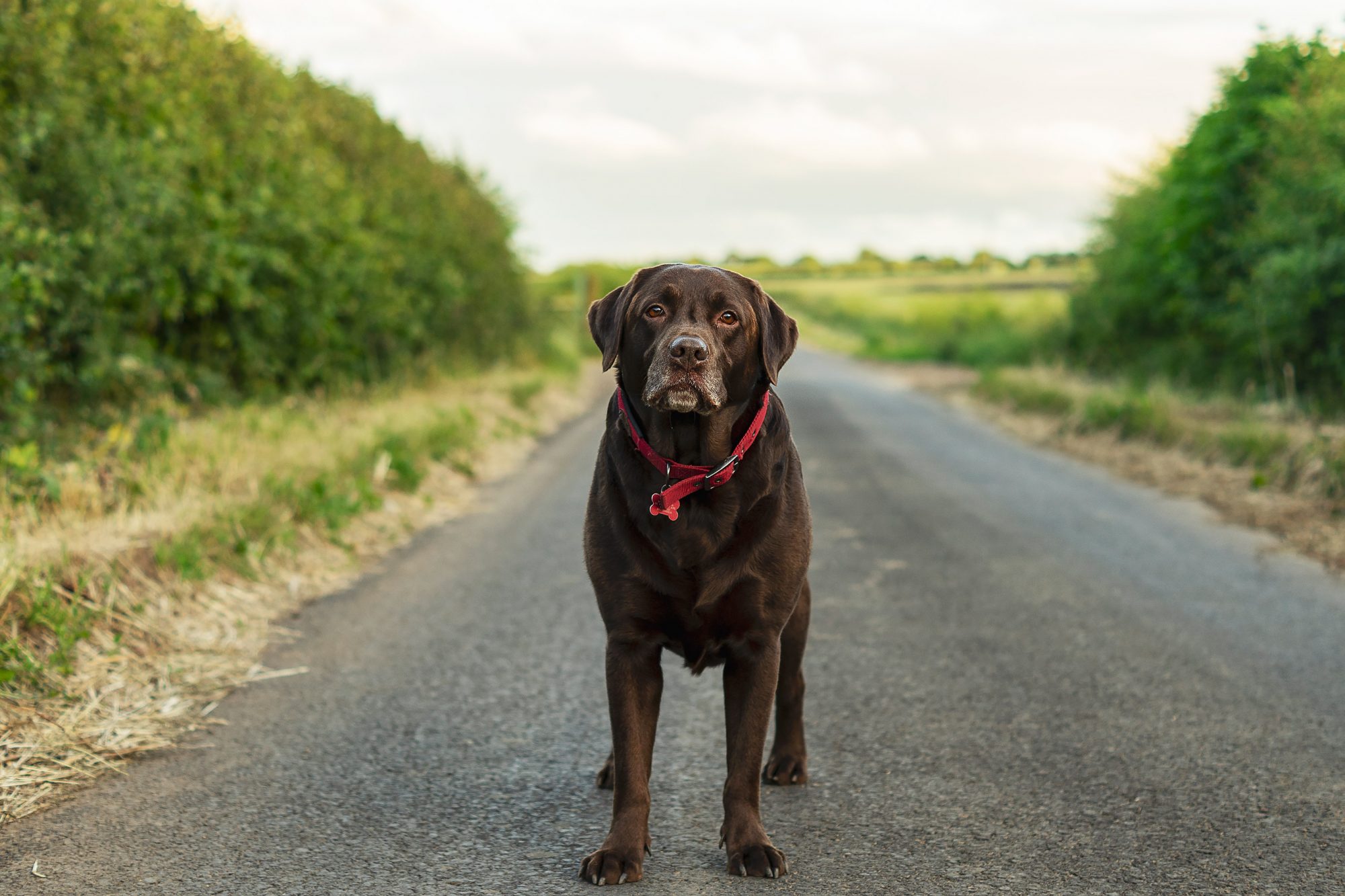 Detail Images Of Chocolate Labs Nomer 21