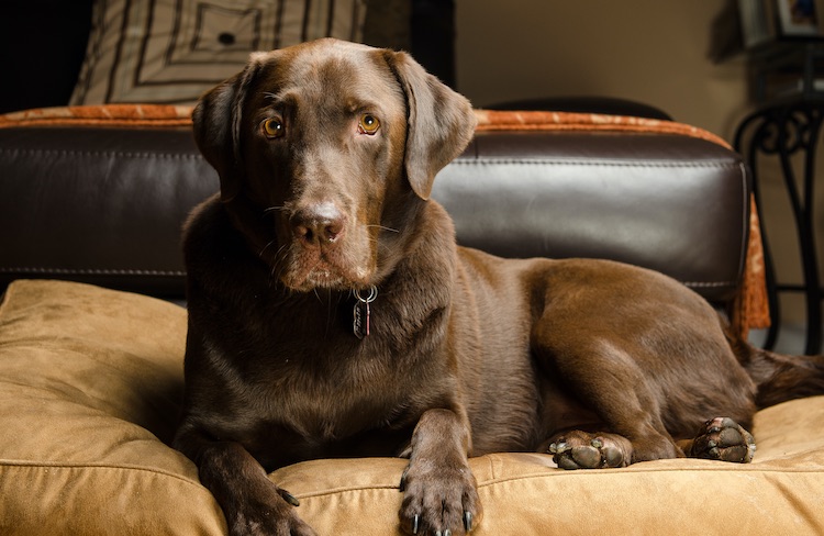 Detail Images Of Chocolate Labs Nomer 22