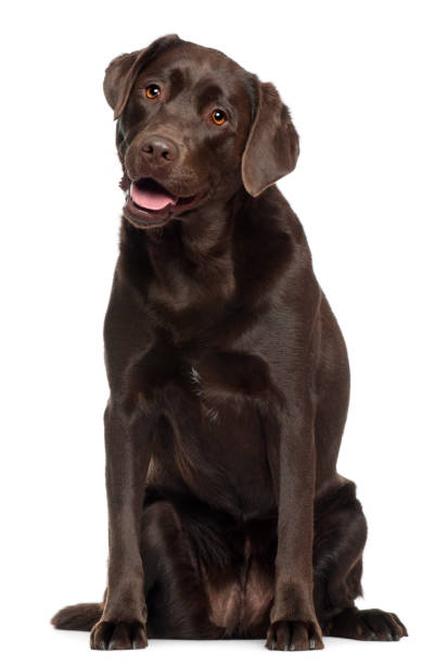 Detail Images Of Chocolate Labs Nomer 25