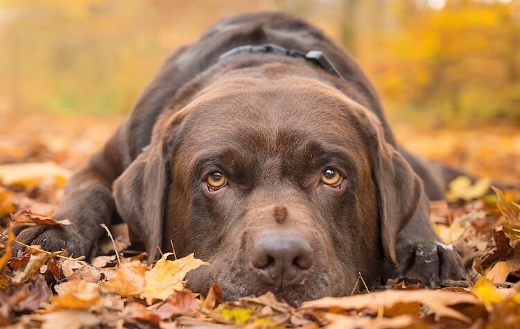 Detail Images Of Chocolate Labs Nomer 26