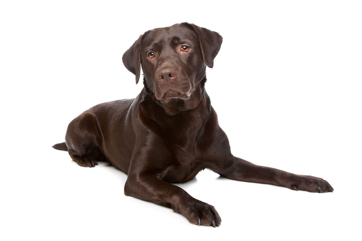 Detail Images Of Chocolate Labs Nomer 28