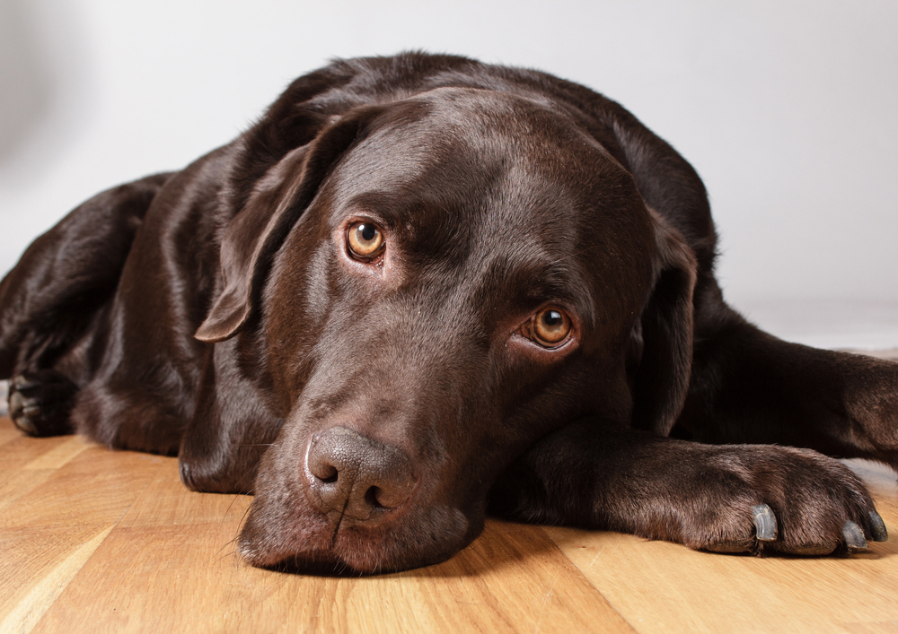 Detail Images Of Chocolate Labs Nomer 4