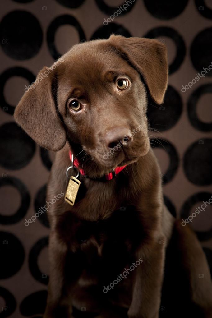 Detail Images Of Chocolate Labs Nomer 31