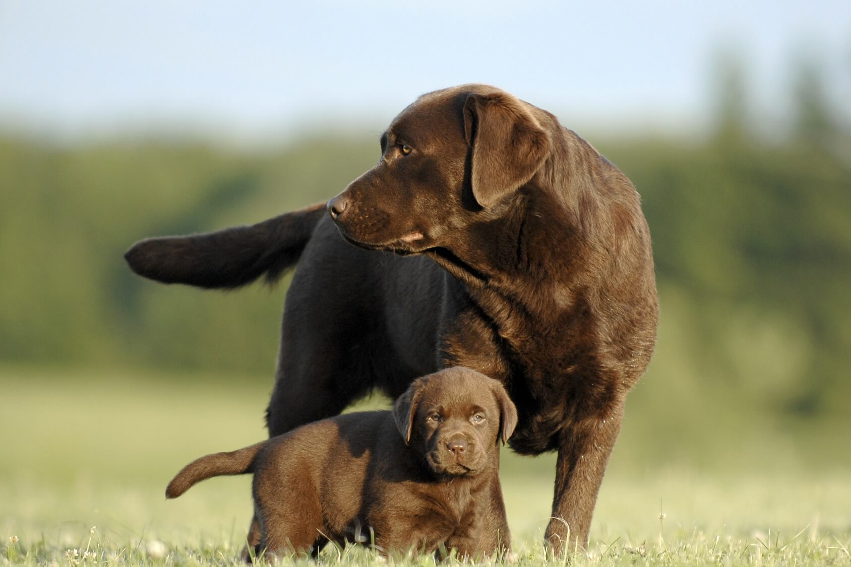 Detail Images Of Chocolate Labs Nomer 32