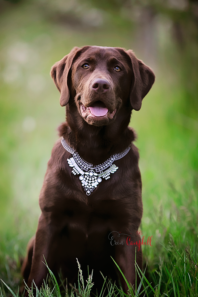 Detail Images Of Chocolate Labs Nomer 33