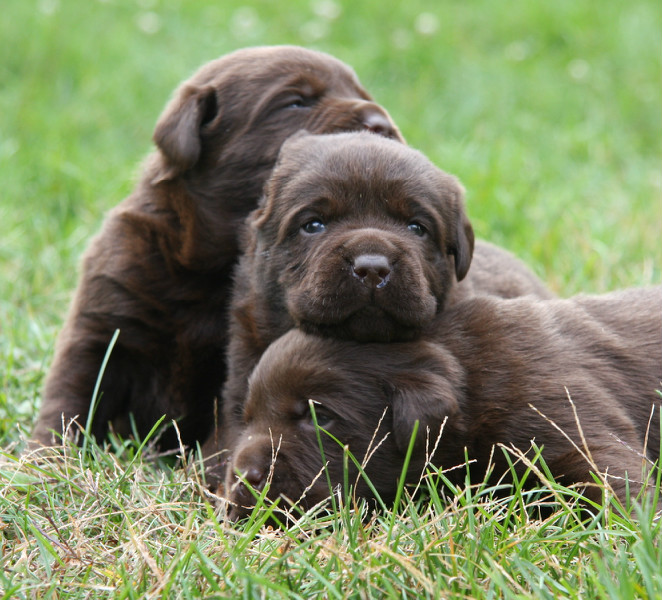 Detail Images Of Chocolate Labs Nomer 34