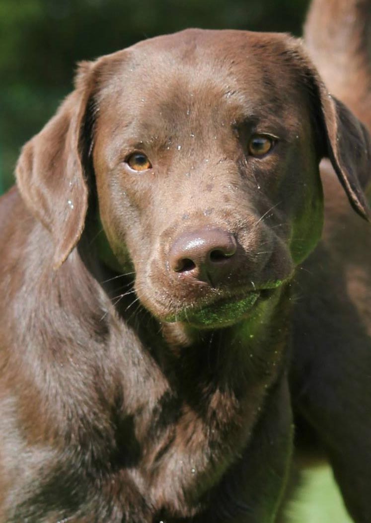 Detail Images Of Chocolate Labs Nomer 35