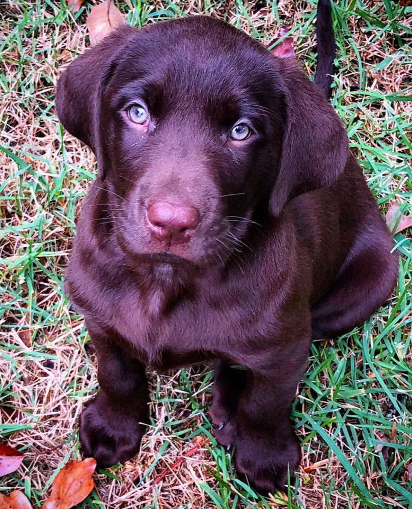 Detail Images Of Chocolate Labs Nomer 36