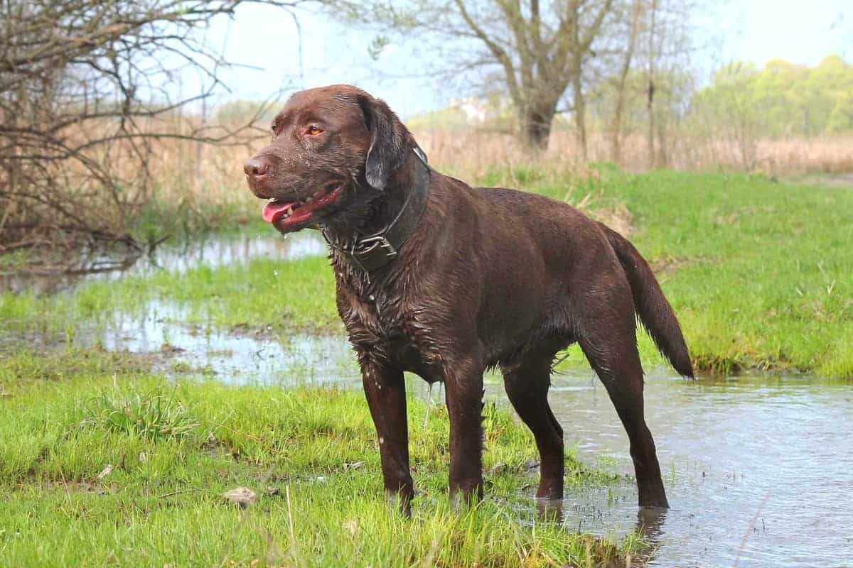 Detail Images Of Chocolate Labs Nomer 37