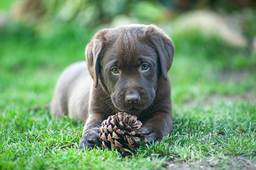 Detail Images Of Chocolate Labs Nomer 40