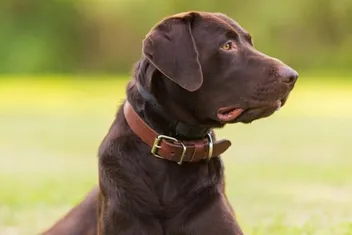 Detail Images Of Chocolate Labs Nomer 41