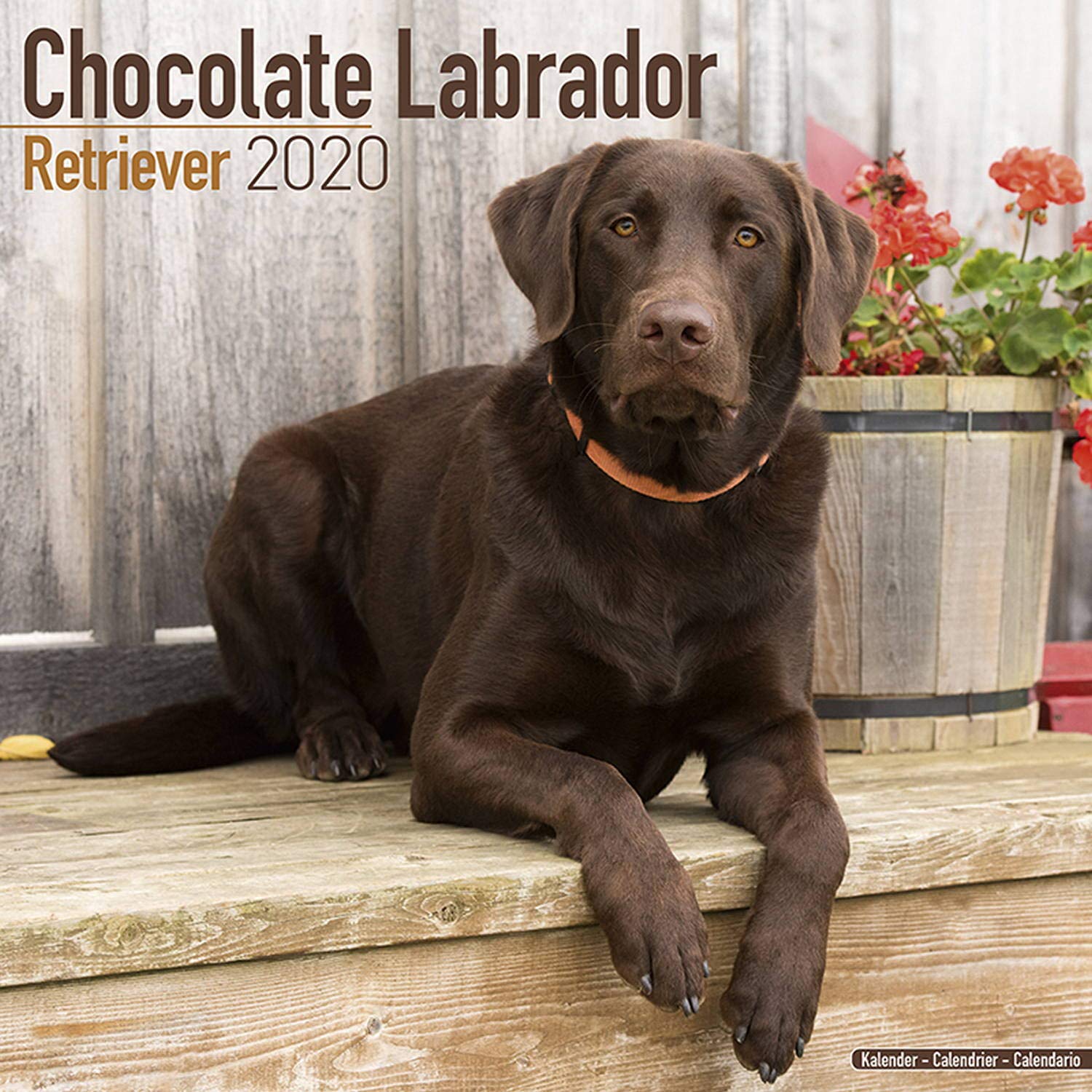 Detail Images Of Chocolate Labs Nomer 42