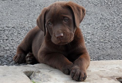 Detail Images Of Chocolate Labs Nomer 43