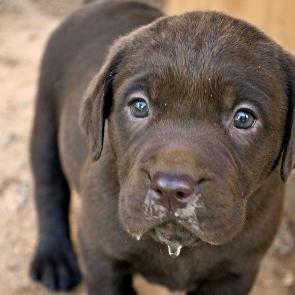 Detail Images Of Chocolate Labs Nomer 44