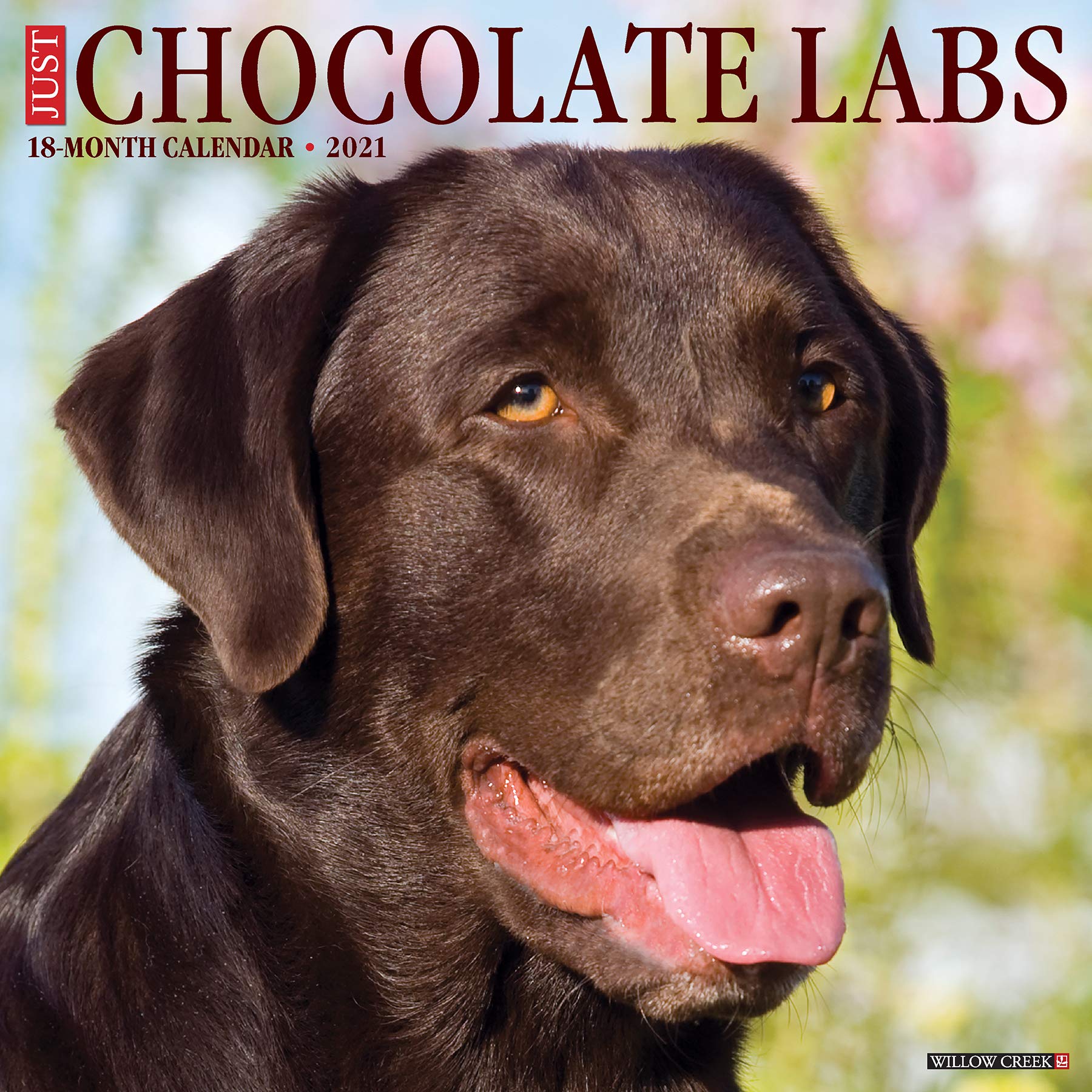 Detail Images Of Chocolate Labs Nomer 45