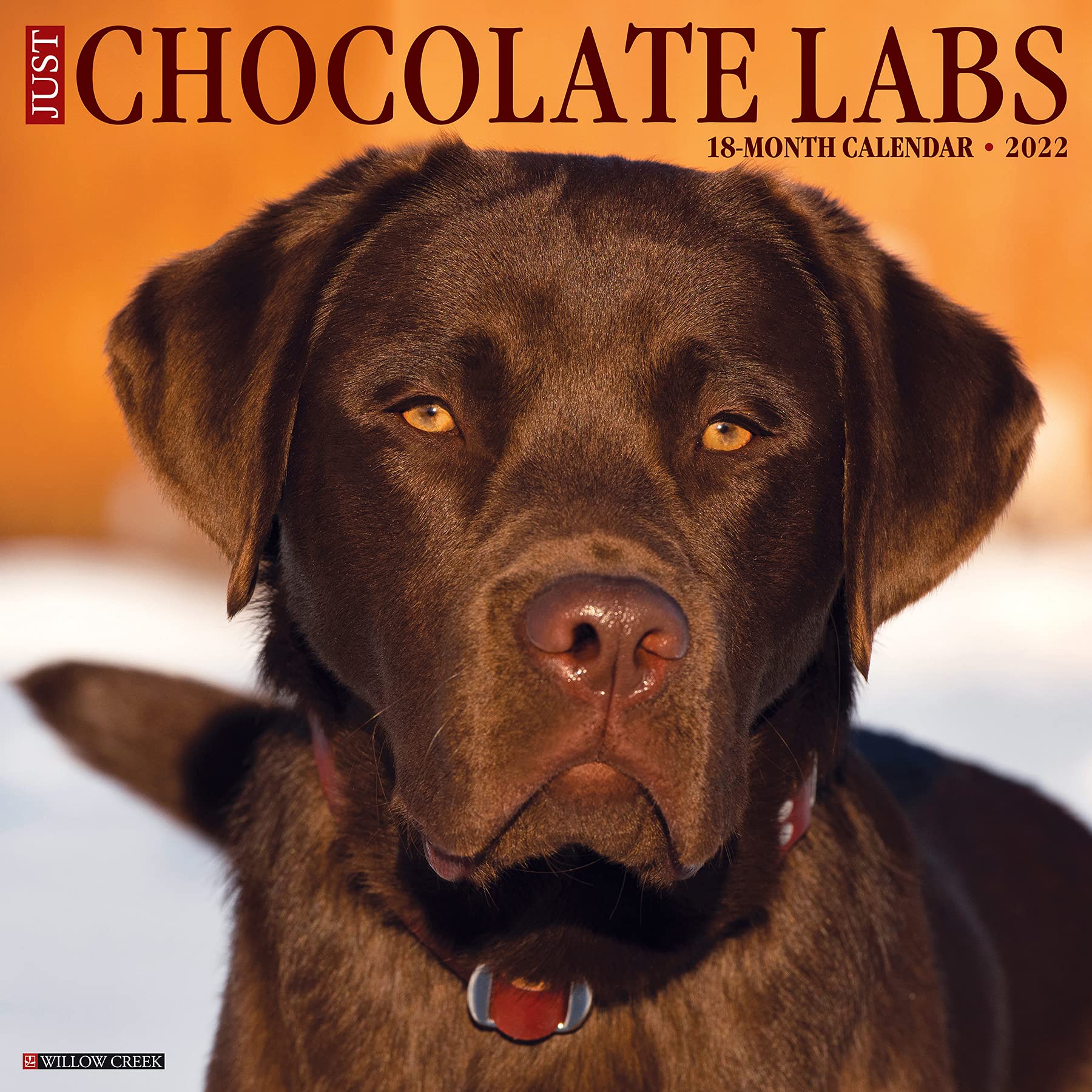 Detail Images Of Chocolate Labs Nomer 46