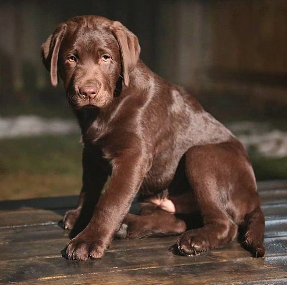 Detail Images Of Chocolate Labs Nomer 47
