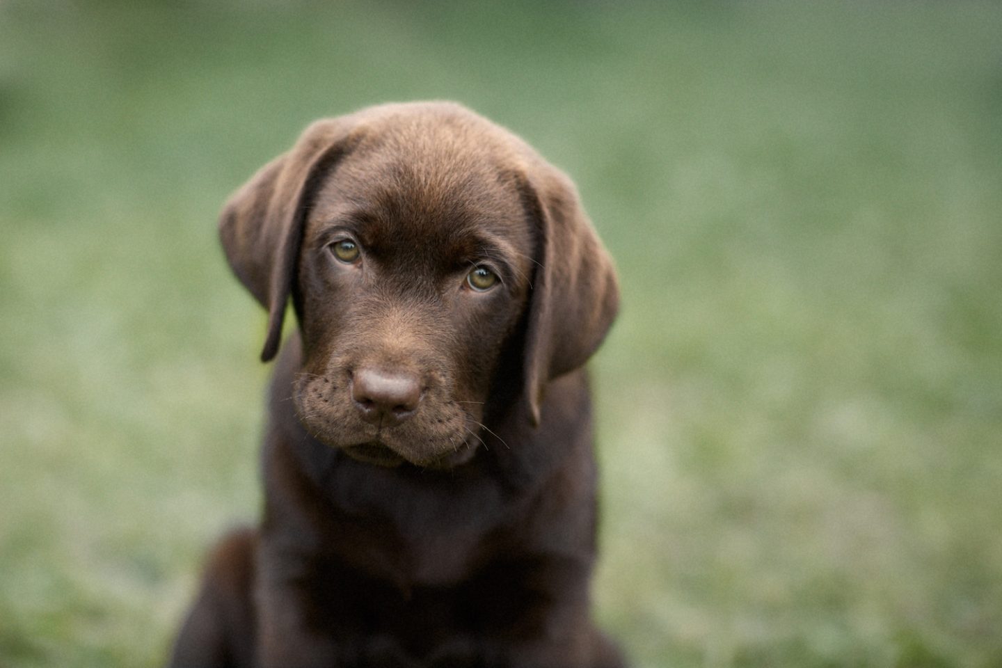 Detail Images Of Chocolate Labs Nomer 6