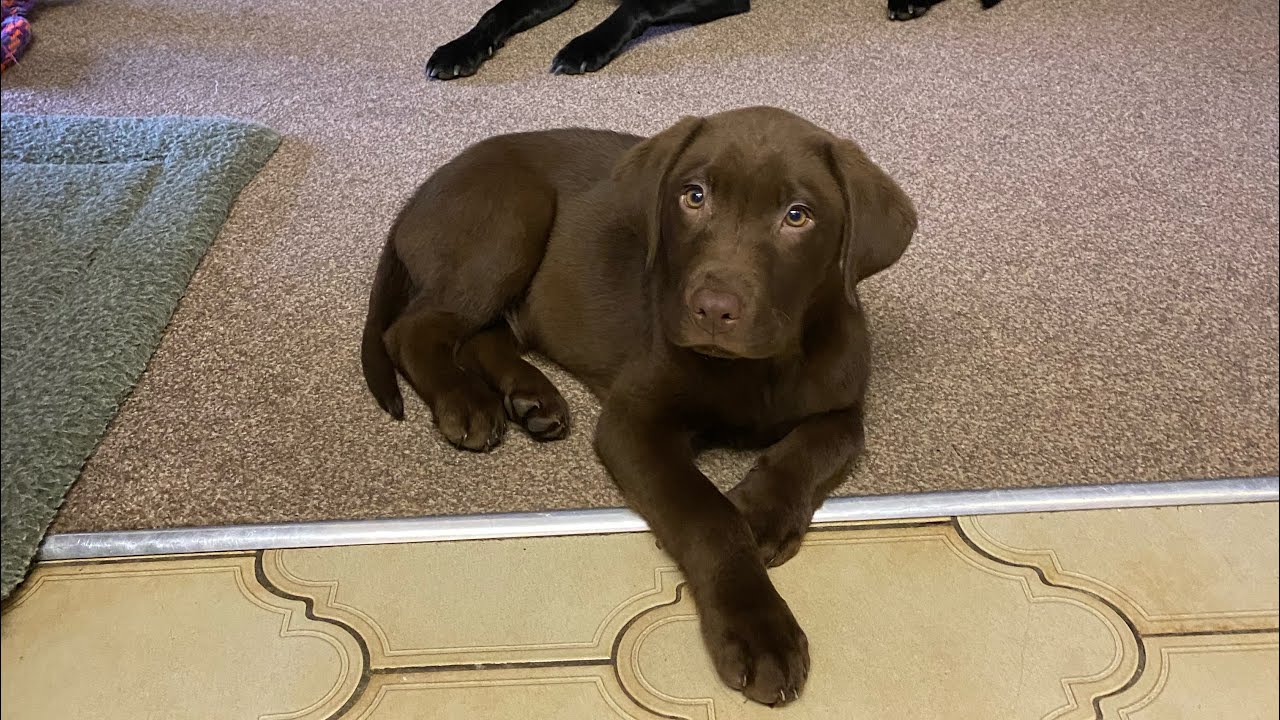 Detail Images Of Chocolate Labs Nomer 51