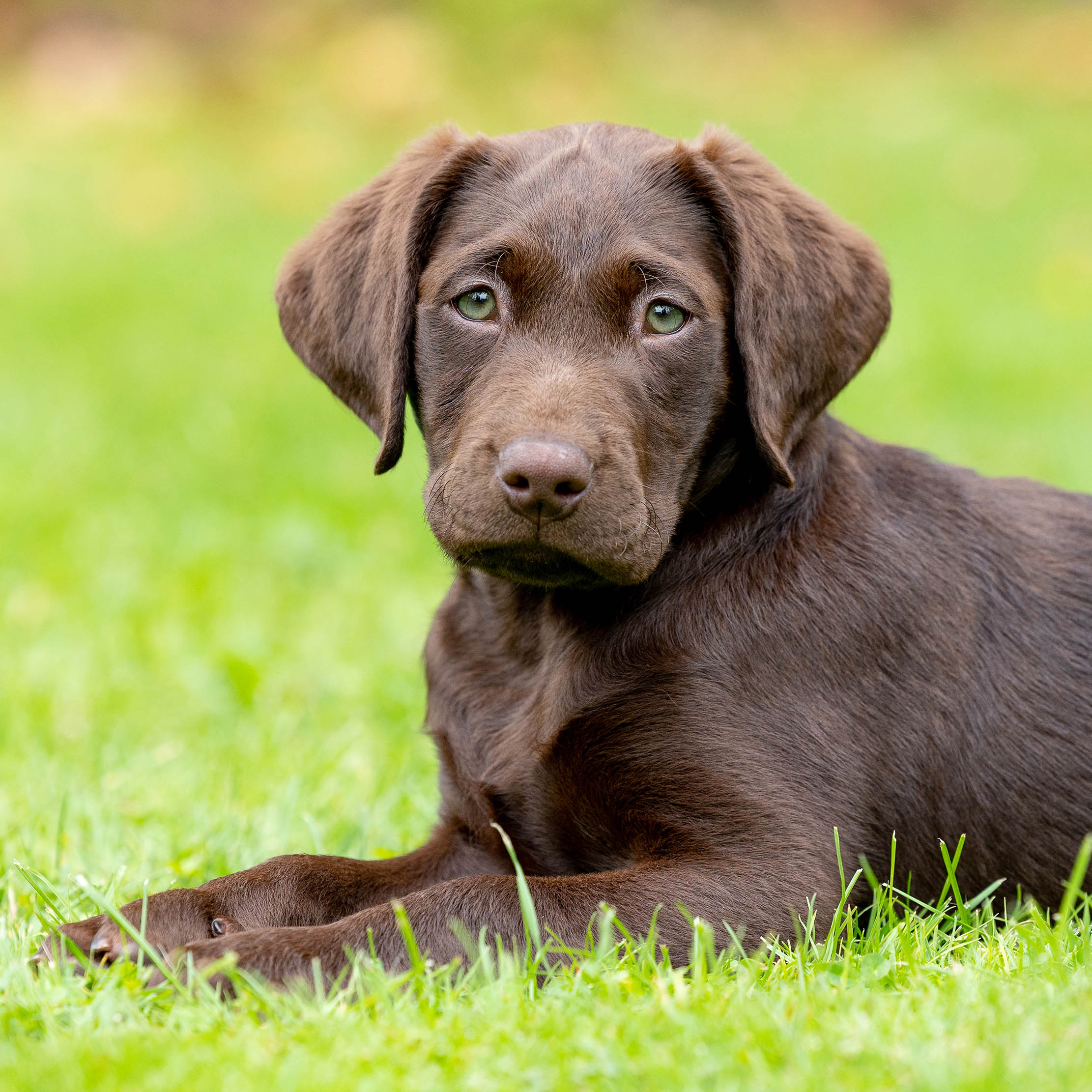 Detail Images Of Chocolate Labs Nomer 52