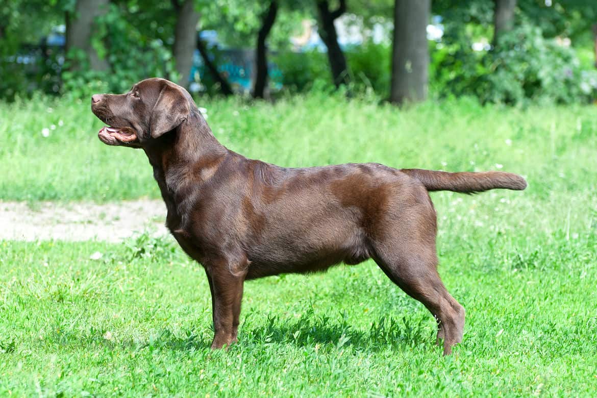 Detail Images Of Chocolate Labs Nomer 58