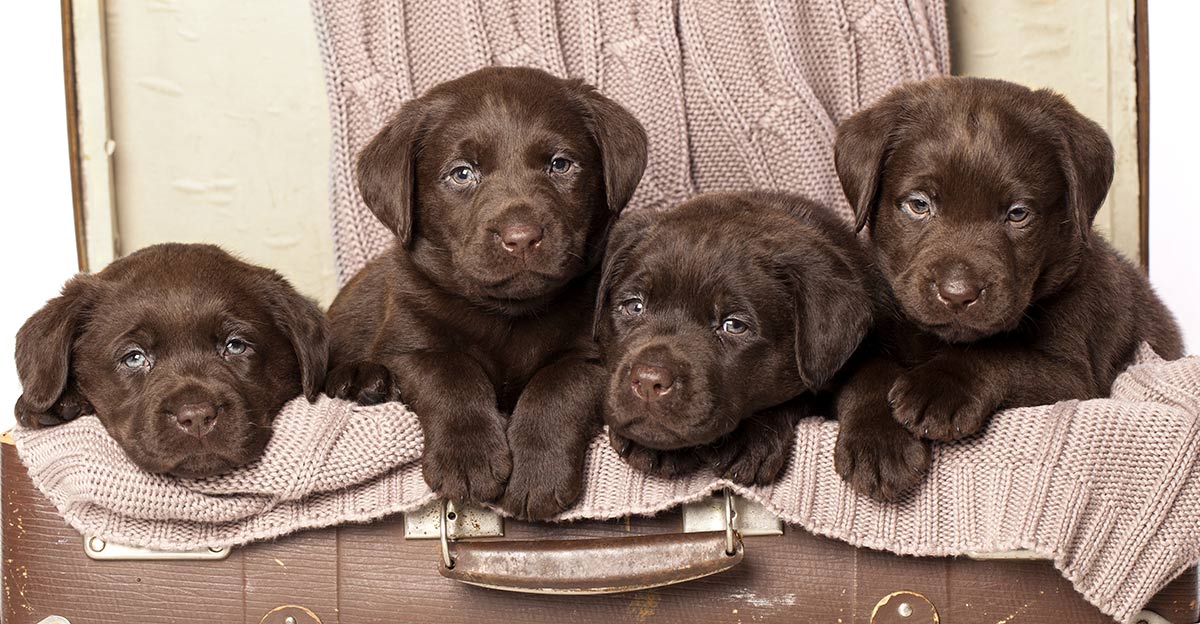 Detail Images Of Chocolate Labs Nomer 7