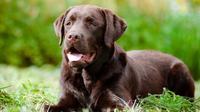 Detail Images Of Chocolate Labs Nomer 8