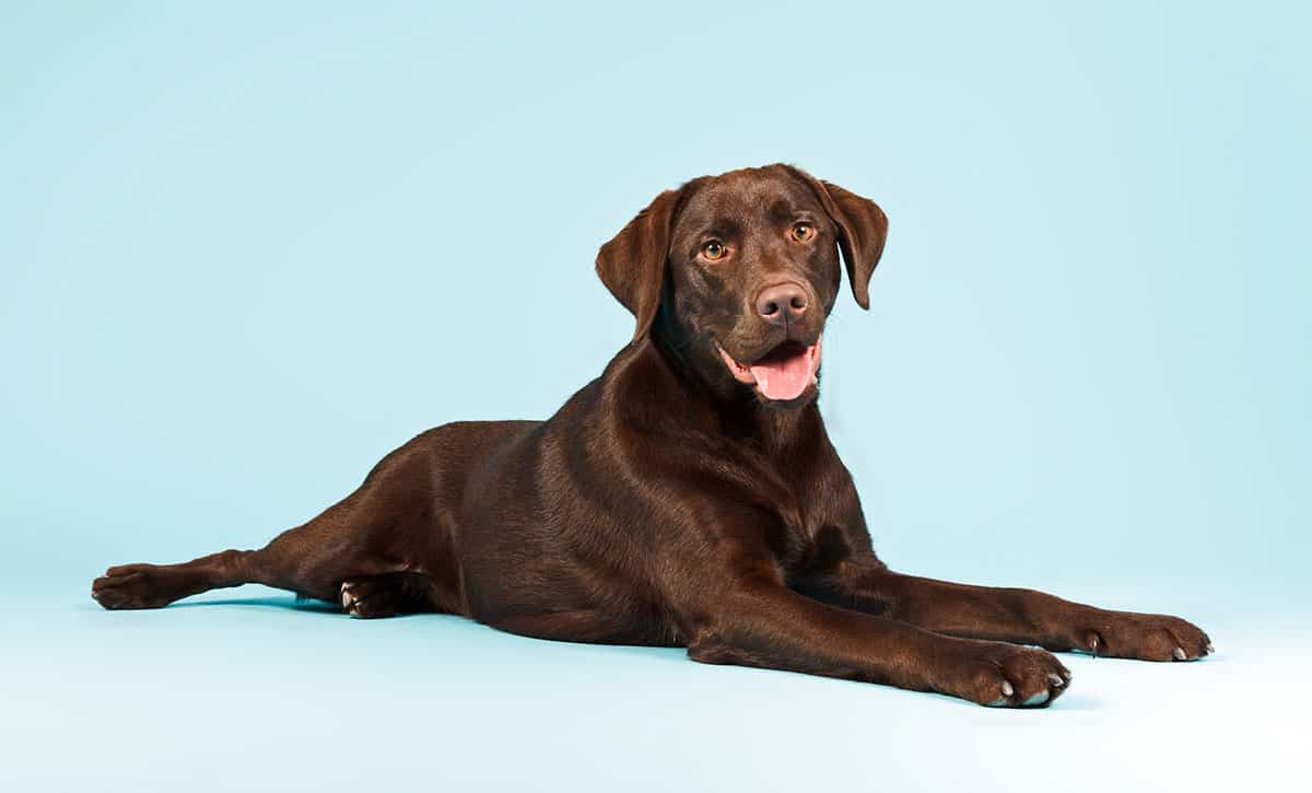 Detail Images Of Chocolate Labs Nomer 9