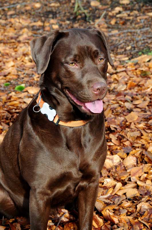 Detail Images Of Chocolate Labs Nomer 10