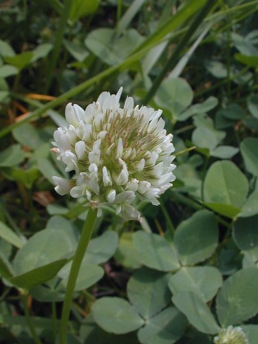 Detail Images Of Clover Nomer 55