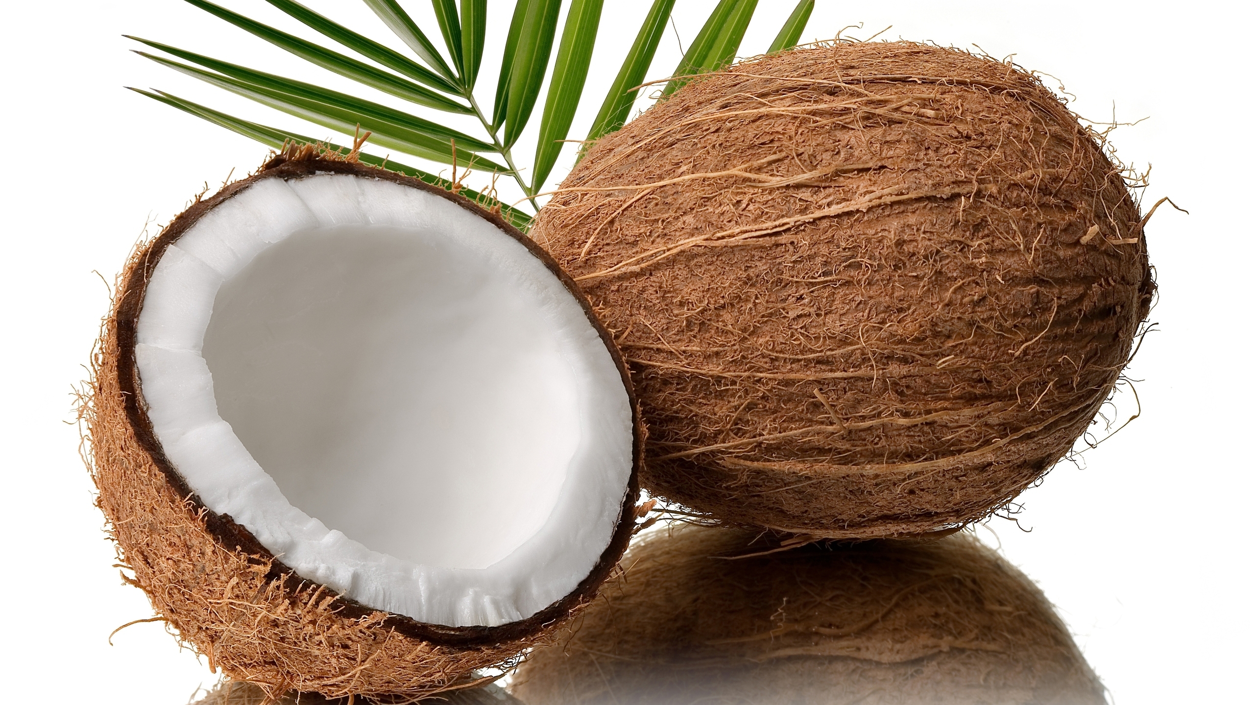 Detail Images Of Coconut Nomer 31