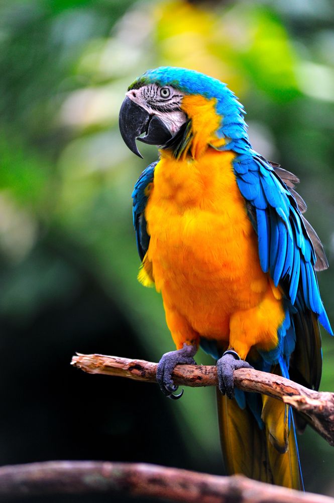 Images Of Colorful Parrots - KibrisPDR