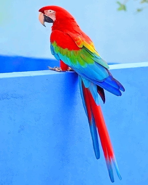 Detail Images Of Colorful Parrots Nomer 19