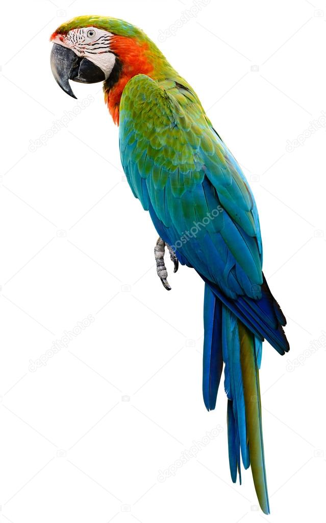 Detail Images Of Colorful Parrots Nomer 21