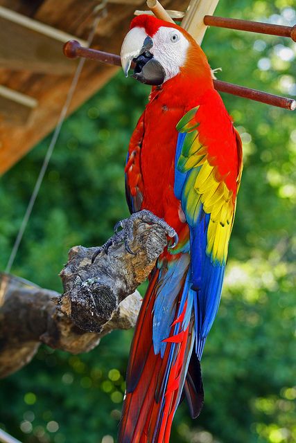 Detail Images Of Colorful Parrots Nomer 27